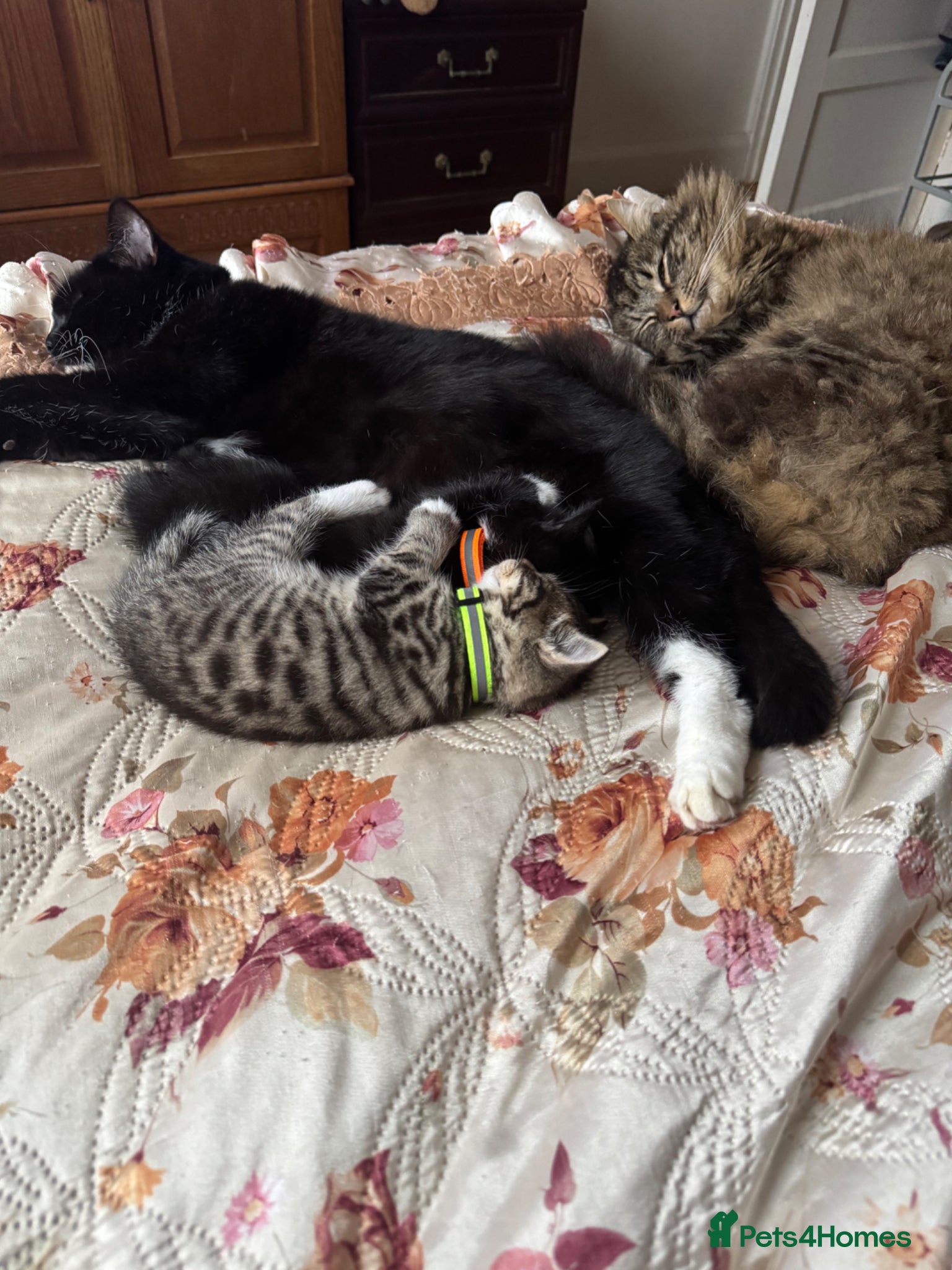 Mixed Breed cats for sale: Adorable Kitten Looking for a Loving Home! 🐾 - Advert 1