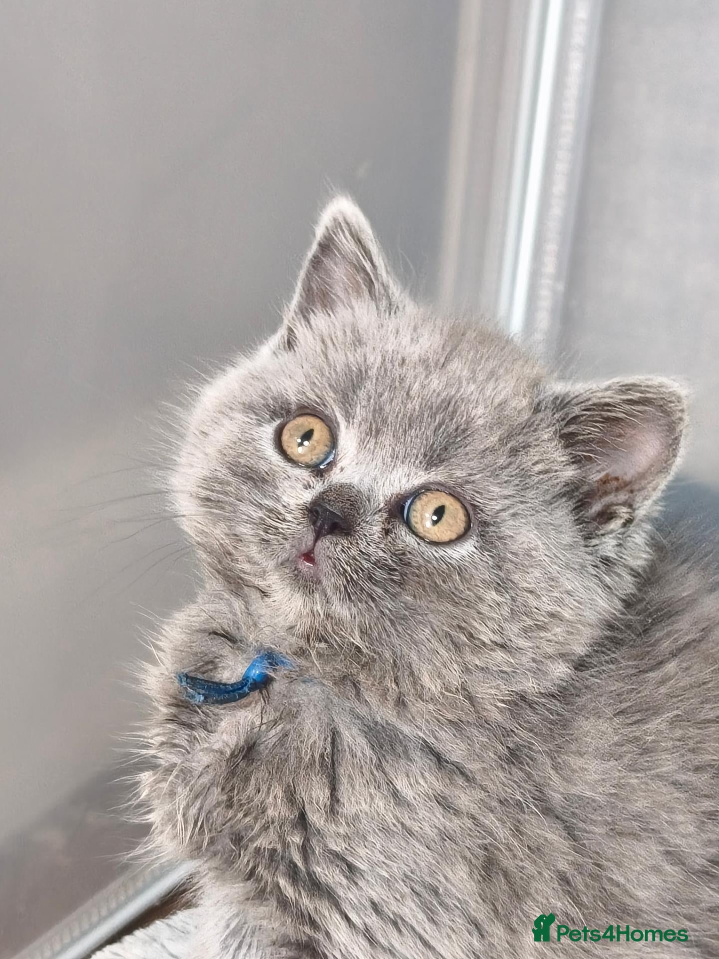 British Shorthair cats British shorthair and British longhair - Advert 1