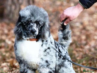 Mixed Breed dogs Patterpoo's - Advert 5