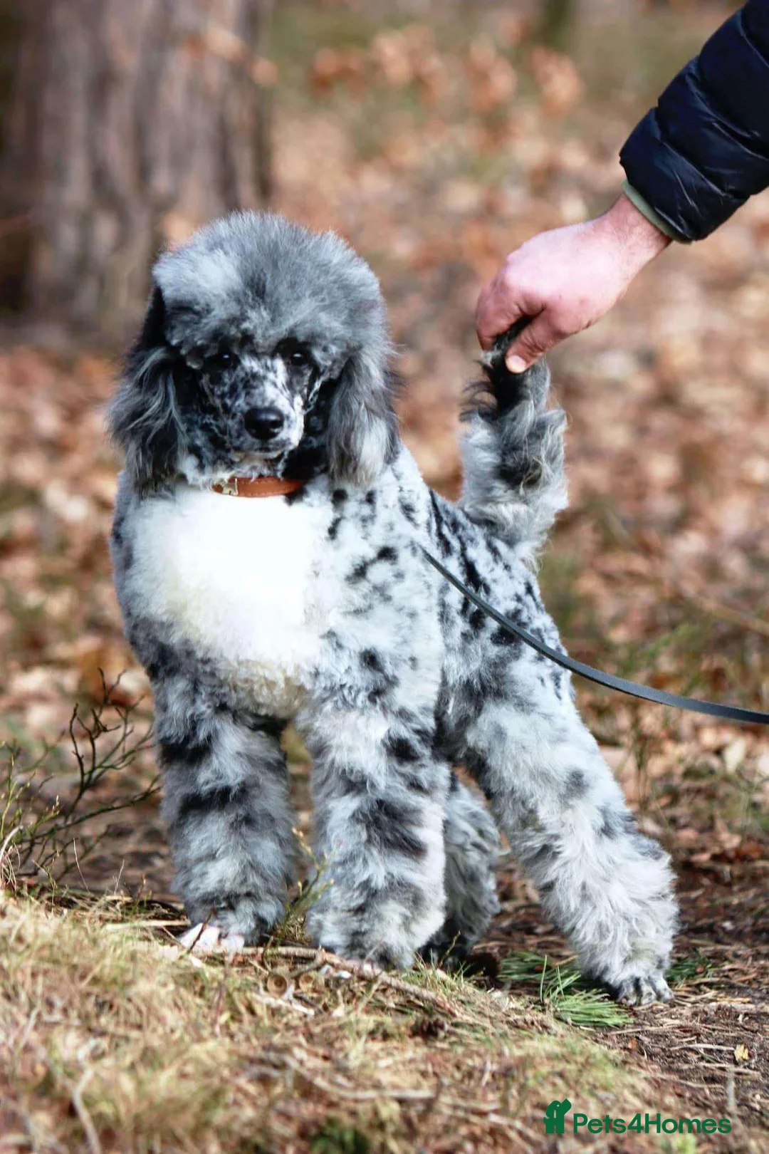 Mixed Breed dogs for sale: Patterpoo's - Advert 6