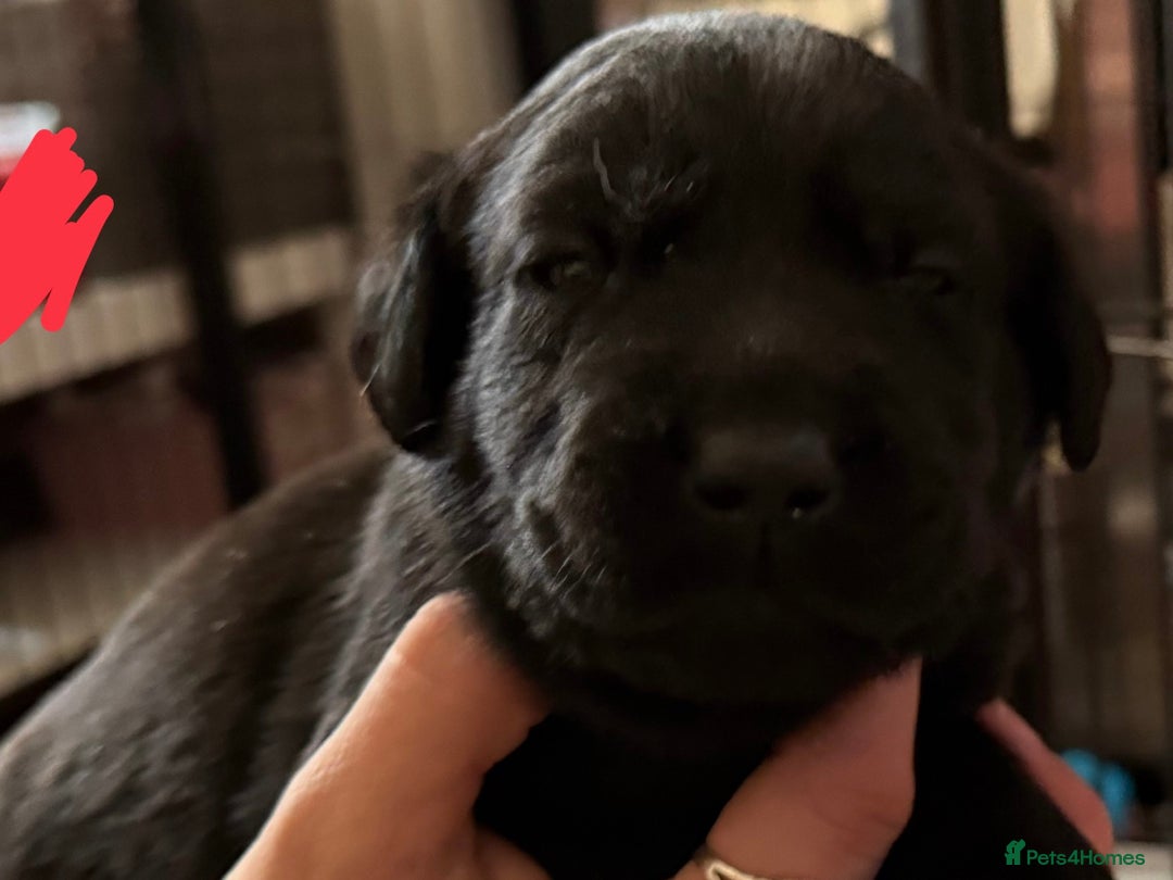 Labrador Retriever dogs for sale: Stunning litter of pure bred black Labrador pups  - Image 27