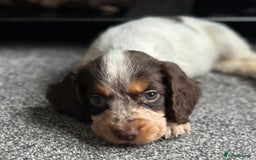 Cocker Spaniel dogs for sale: 1 Gorgeous Girl Cocker Spaniels - Ready to leave - Image 15