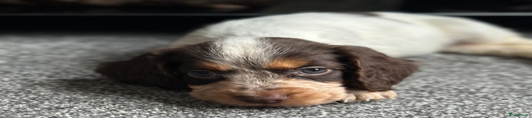 Cocker Spaniel Puppy 4