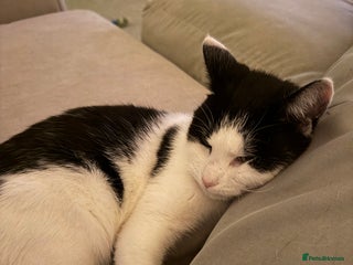 Domestic Shorthair cats 2 year old microchipped and neutered female cat - Advert 1