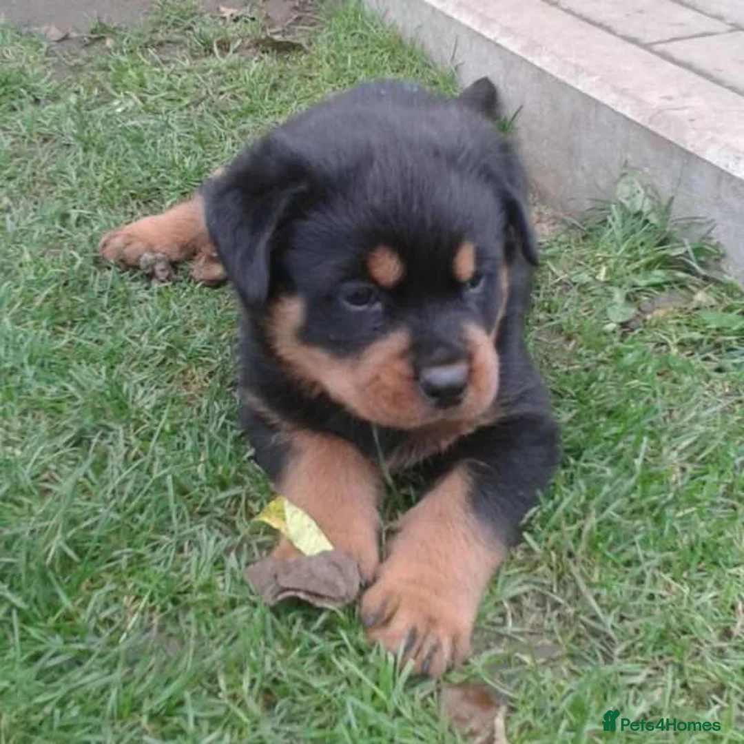 Rottweiler dogs for sale: affectionate Rottweiler in London - Advert 3