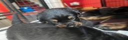 Mixed Breed dogs for sale: Rottweiler x Rottweiler x Akita  - Advert 18