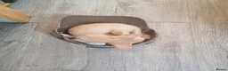 Oriental cats for sale: Oriental Siamese kittens gccf - Advert 16