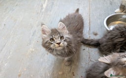 Maine Coon cats for sale: Maine Coon Kittens GCCF - Image 22