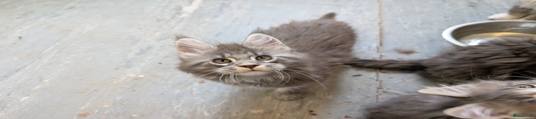 Maine Coon Kitten 3