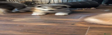 Alaskan Malamute 2