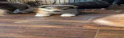 Alaskan Malamute dogs for sale: Kc Reg Alaskan Malamute puppies  - Advert 9