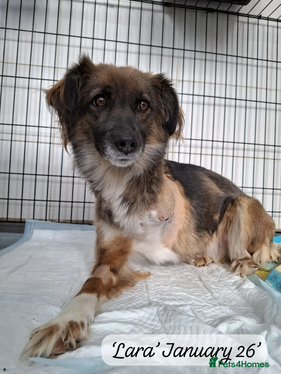 Mixed Breed dogs for adoption: Lara, 6 yrs old approx. Available for adoption. - Advert 5
