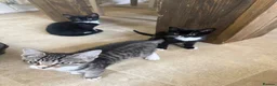 Mixed Breed cats for sale: 2 adorable kittens, one male, one female  - Advert 6