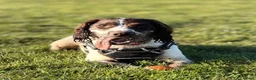 English Springer Spaniel dogs for sale: 9 month springer  - Advert 3