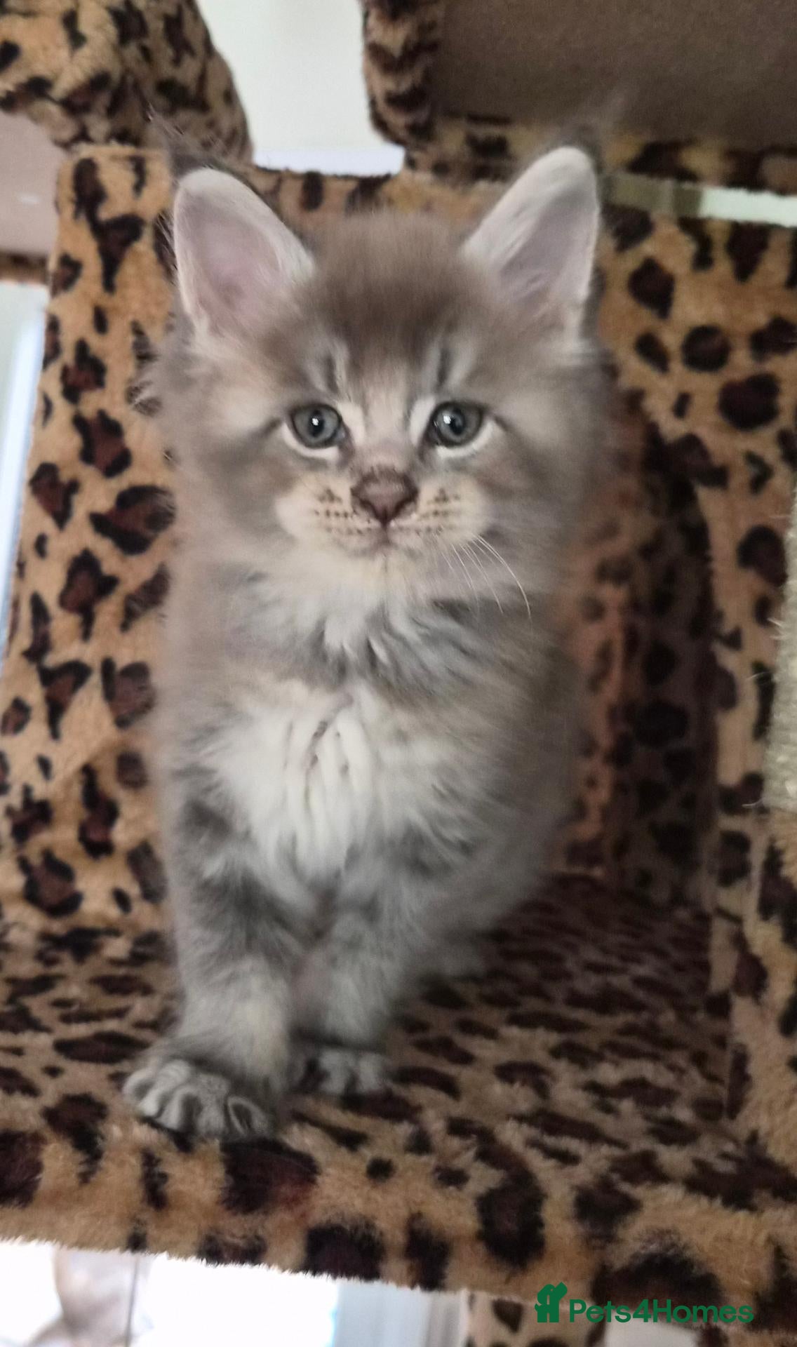 Maine Coon cats Maine coon pedigree kittens  - Advert 2