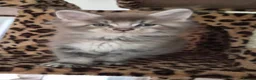 Maine Coon cats for sale: Maine coon pedigree kittens  - Advert 2