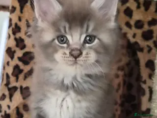 Maine Coon cats Maine coon pedigree kittens - Advert 2