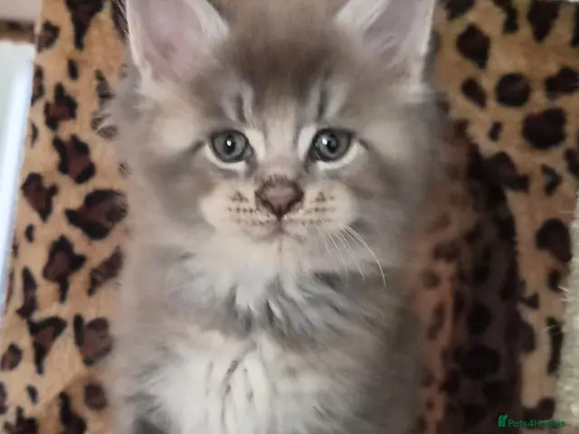 Maine Coon cats Maine coon pedigree kittens - Advert 18