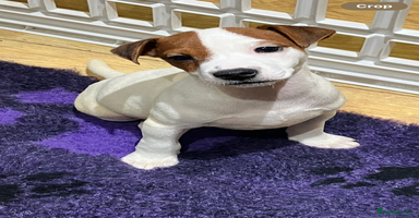 Jack Russell dogs Jack Russell pups - Advert 4