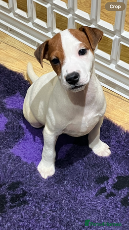 Jack Russell dogs Jack Russell pups - Advert 10