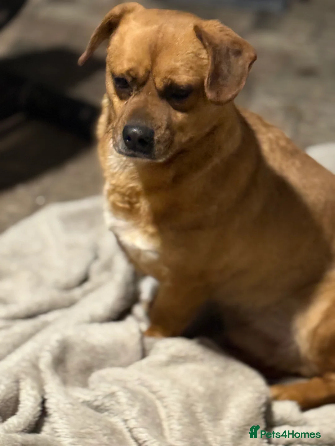 Mixed Breed dogs for adoption: Richie Looking For a Family  - Advert 2