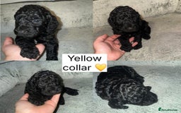 Cockapoo dogs for sale: Stunning F2 cockapoo pups  - Advert 14