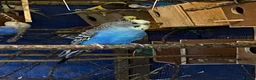 Budgerigars birds for sale: 2 pairs of budgies and 2 spare boys  - Advert 5