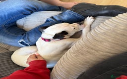 Old Tyme Bulldog dogs for sale: Rehoming  - Image 2