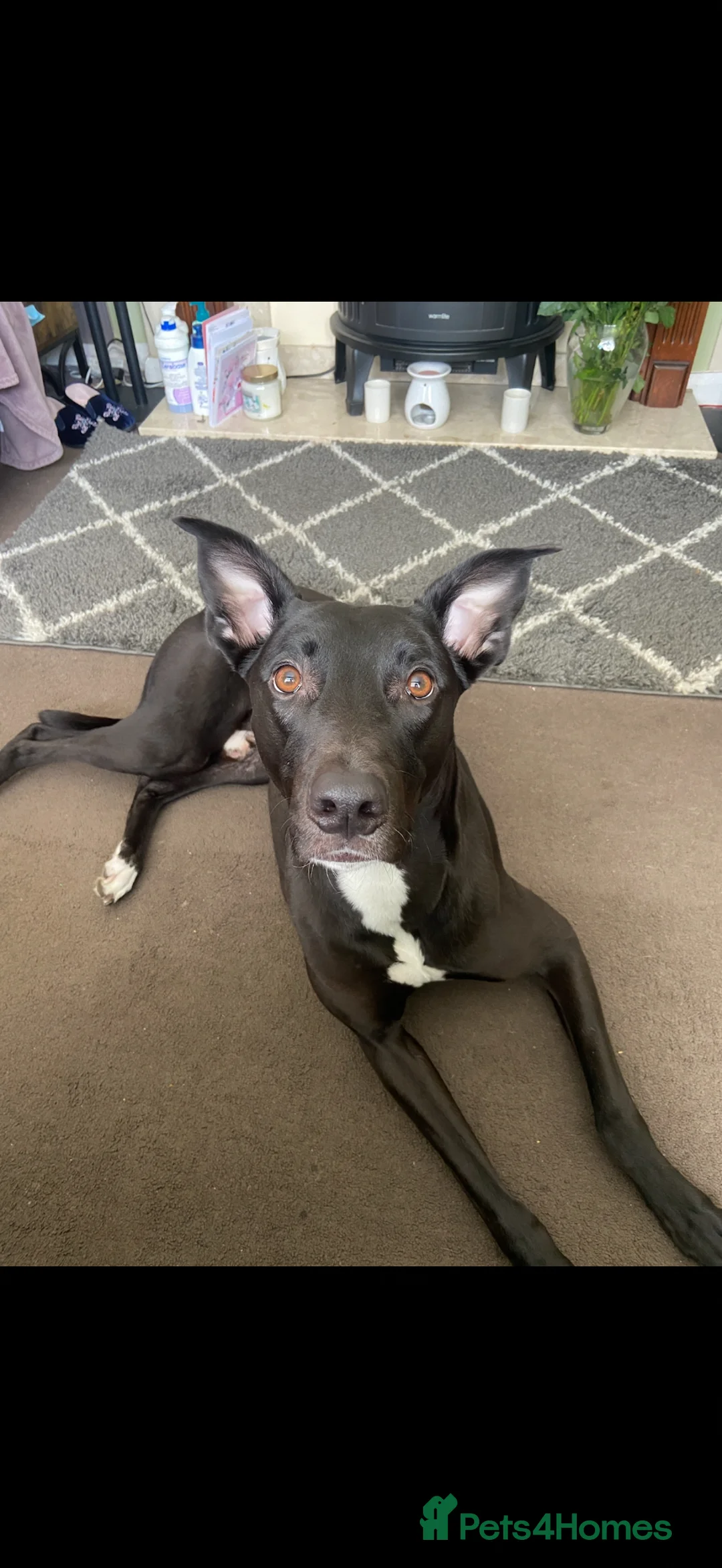 Mixed Breed dogs for sale: Greyhound mix breed  in Sunderland - Advert 1