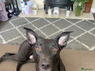 Mixed Breed dogs Greyhound mix breed - Advert 6