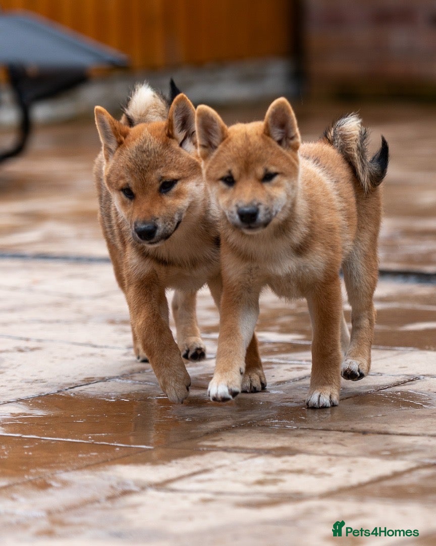 Japanese Shiba Inu dogs Outstanding original Japanese Shiba Inu girls   - Advert 1