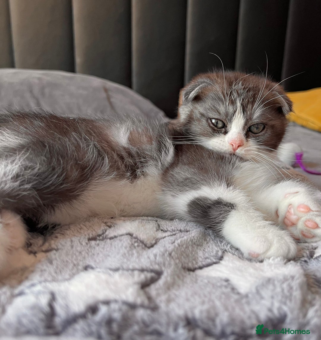 Scottish Fold cats for sale: Scottish - Advert 4