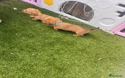 Mixed Breed dogs for sale: 7 beautiful jackshund puppies for sale - Image 30