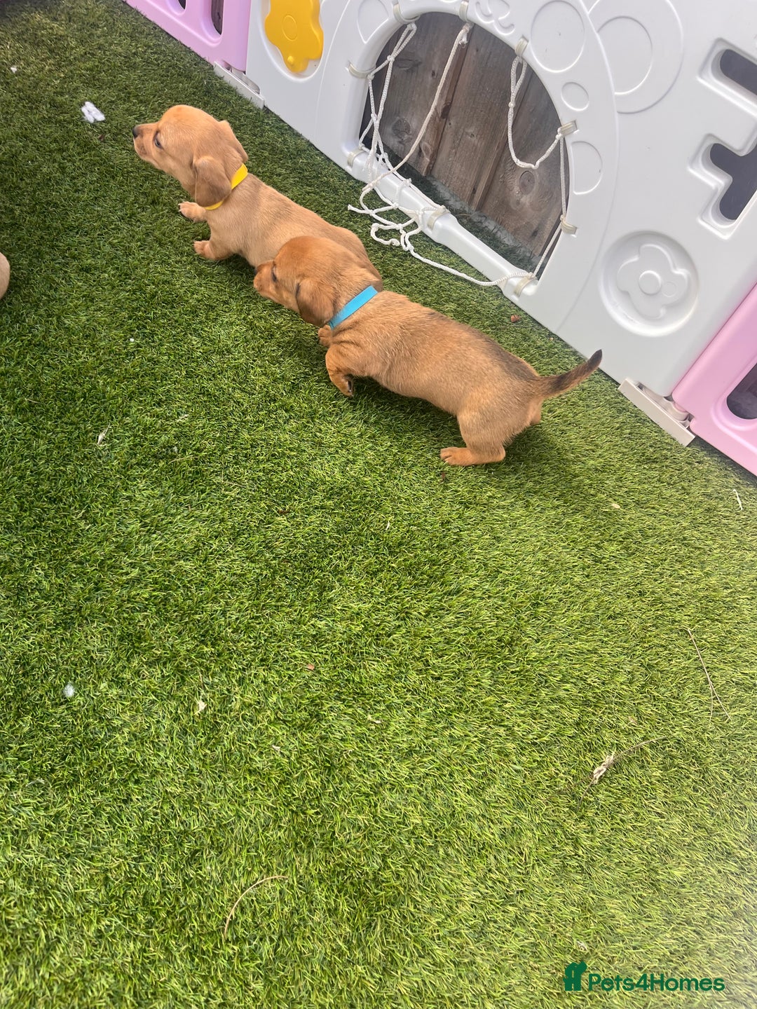 Mixed Breed dogs for sale: 7 beautiful jackshund puppies for sale - Image 30