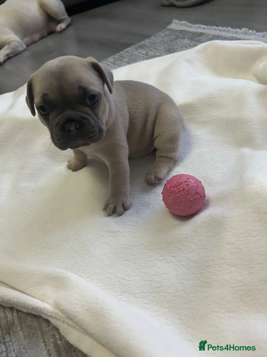 French Bulldog dogs for sale: 1 boy left  in Coventry - Advert 2