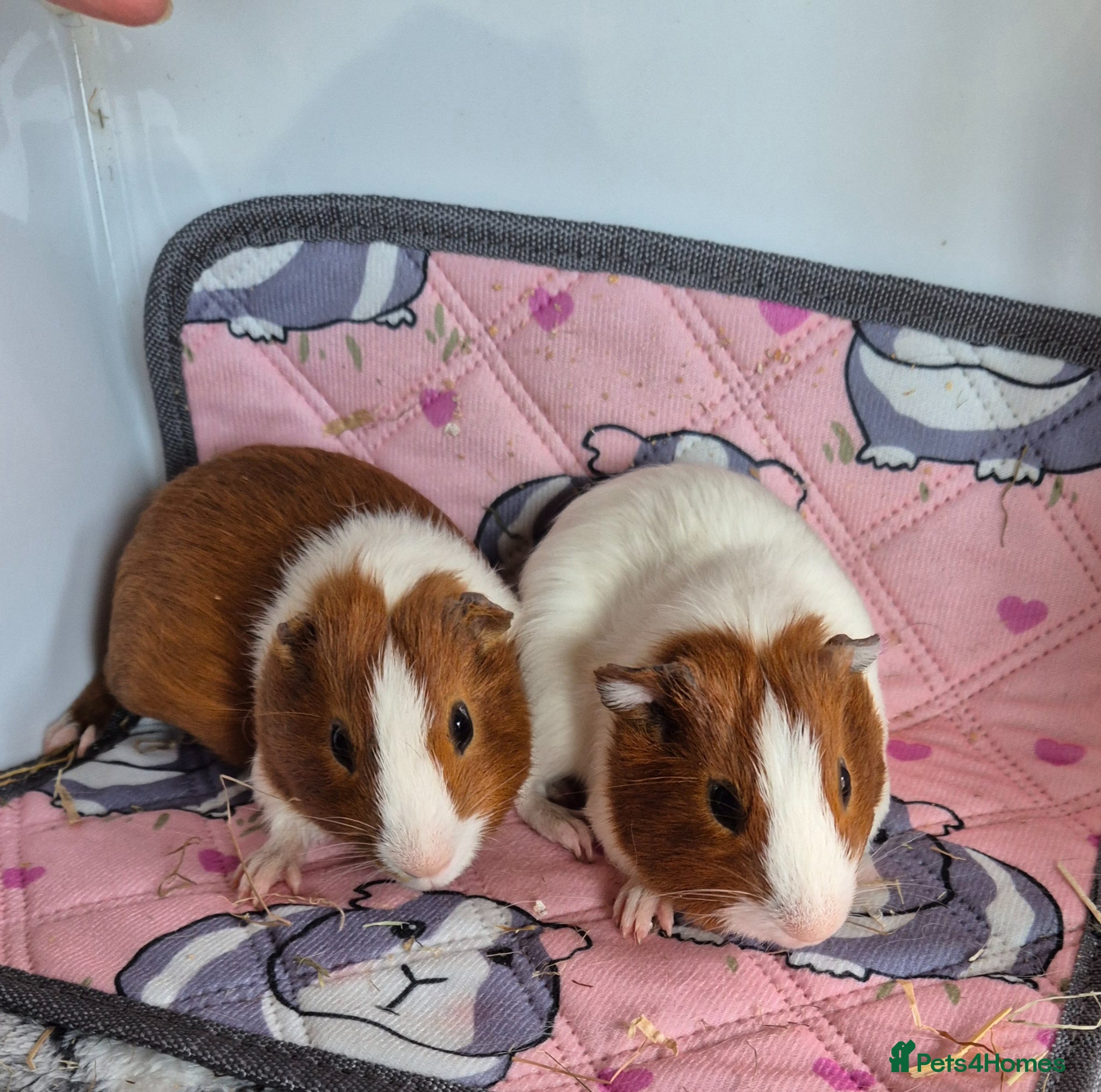 Guinea Pig rodents Baby Boar Brothers - Advert 1
