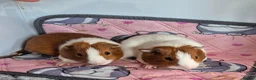 Guinea Pig rodents for sale: Baby Boar Brothers - Advert 1