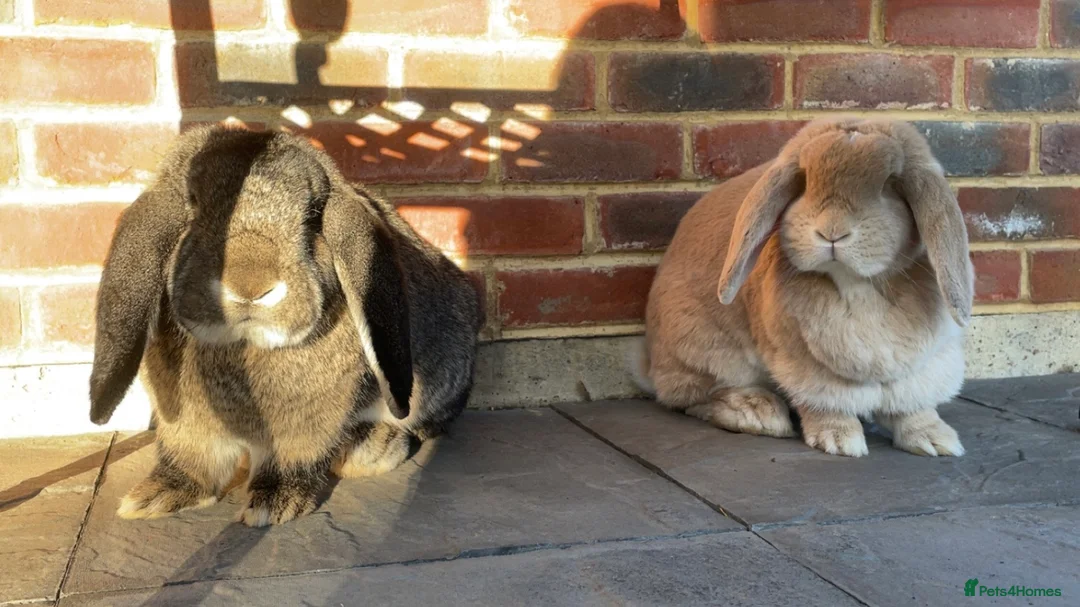 French Lop rabbits for sale: French Lop Pair - Advert 2