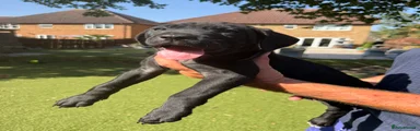 Cane Corso 4