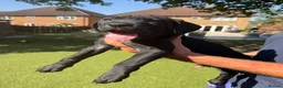 Cane Corso dogs for sale: Cane corso puppies - Advert 37
