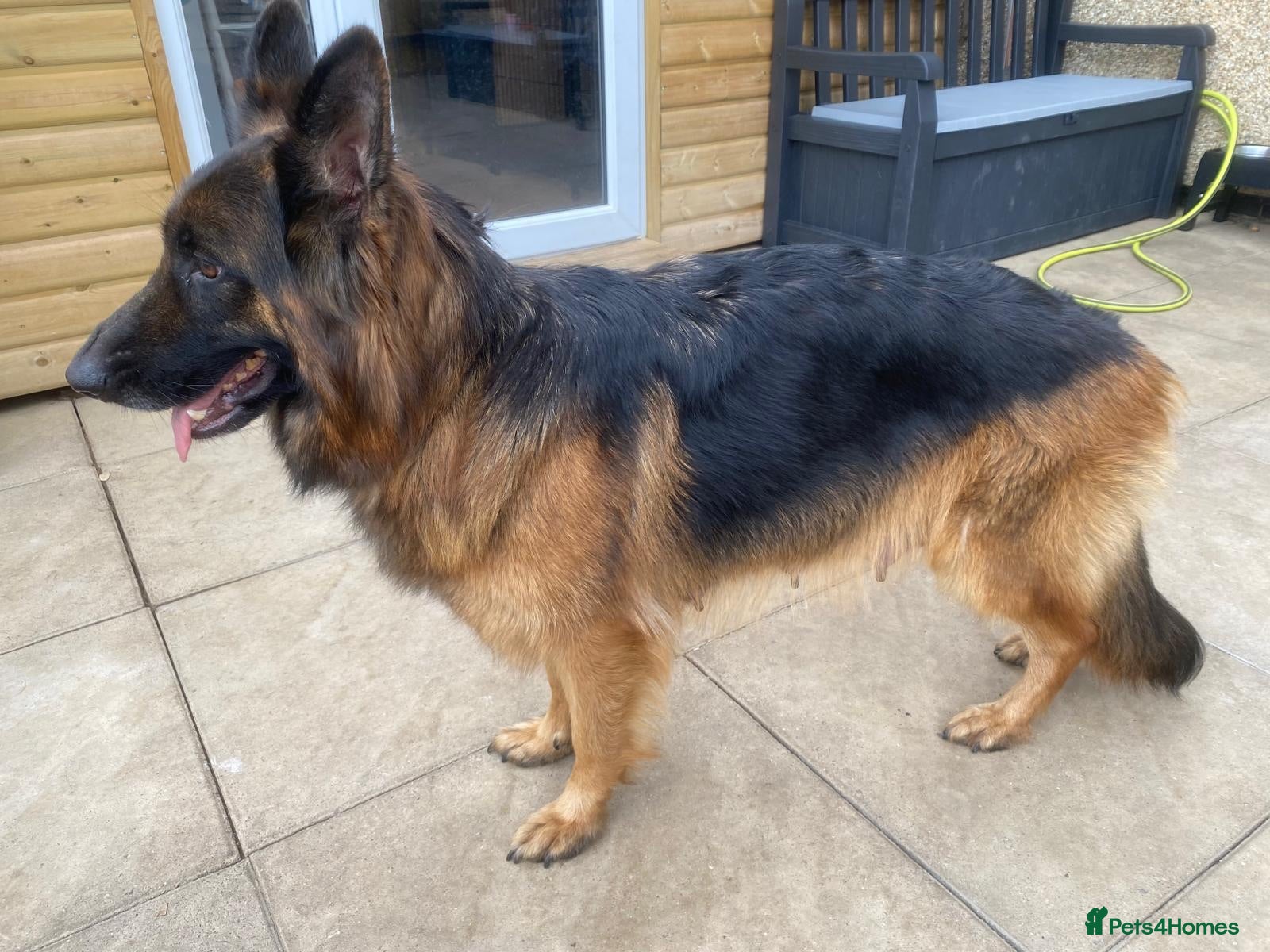 German Shepherd dogs Stunning long haired German shepherds  - Advert 2