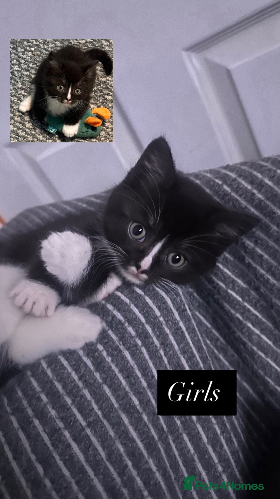 Mixed Breed cats for sale: 4 little girls ready now - Advert 2