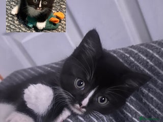 Mixed Breed cats 3 little girls ready now - Advert 15