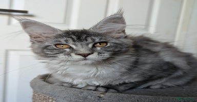 Maine Coon cats - Advert 3