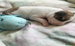 Mixed Breed dogs for sale: Cute litter of puppys - Image 7