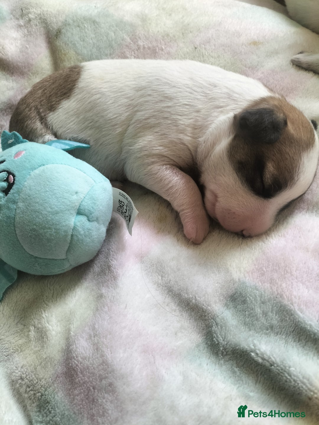 Mixed Breed dogs for sale: Cute litter of puppys - Image 7