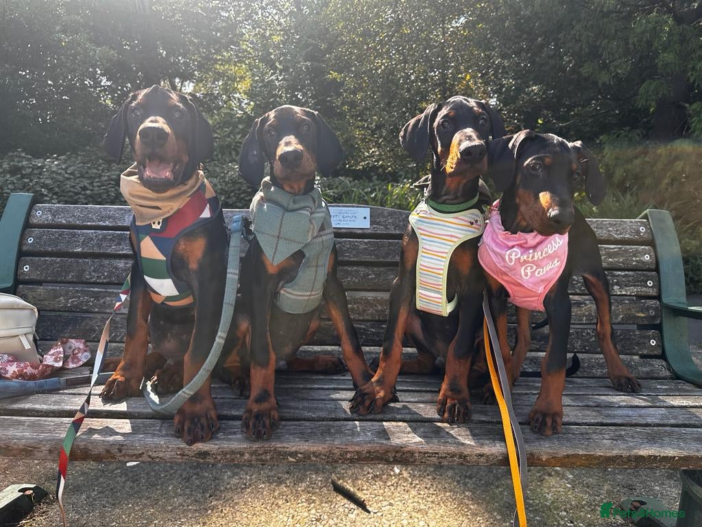 Dobermann dogs 🐾 Doberman Puppies – Waiting List Now Open 🐾 - Advert 6