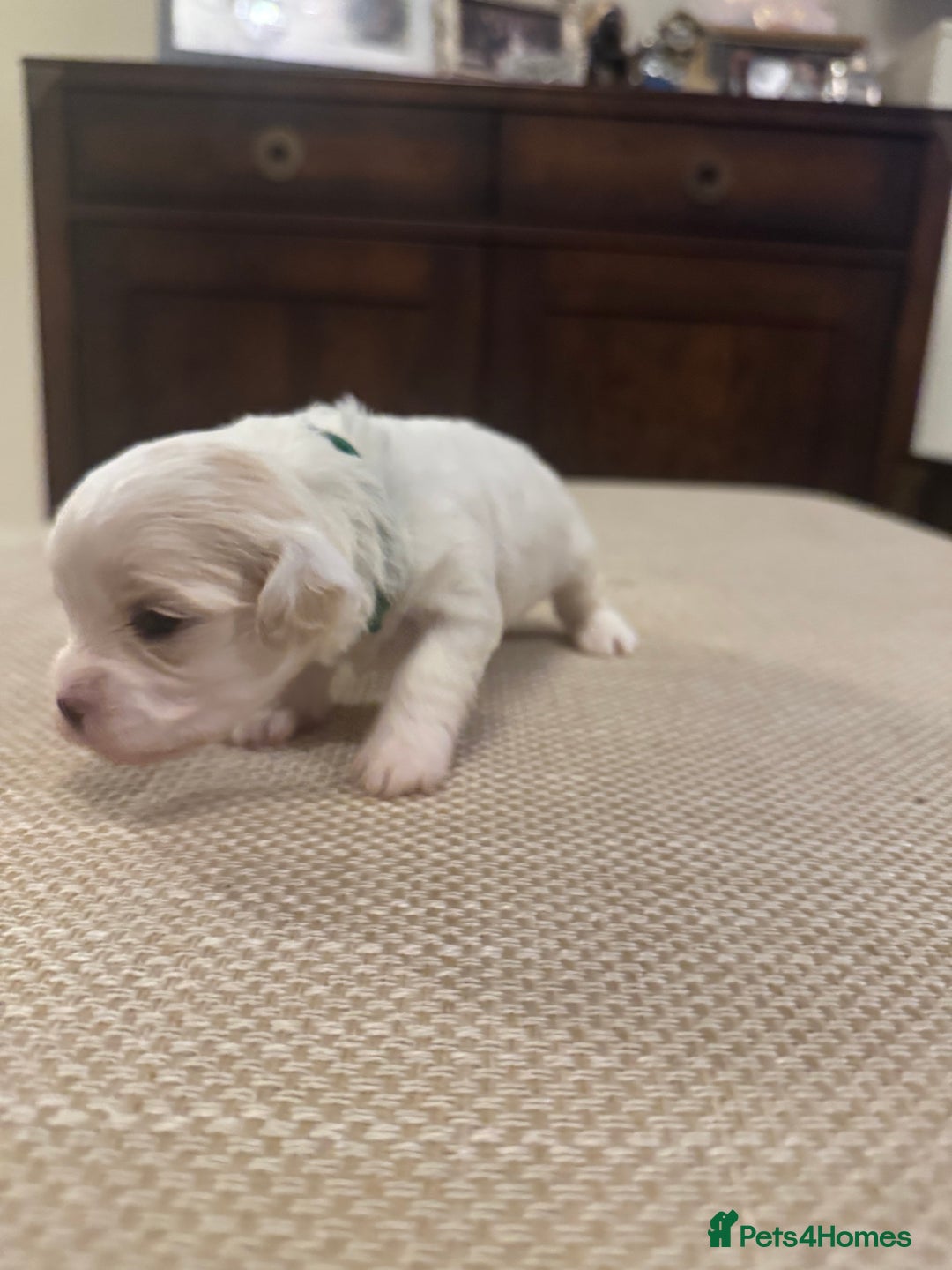 Mixed Breed dogs for sale: Two Gorgeous Puppies Remaining!  - Advert 14