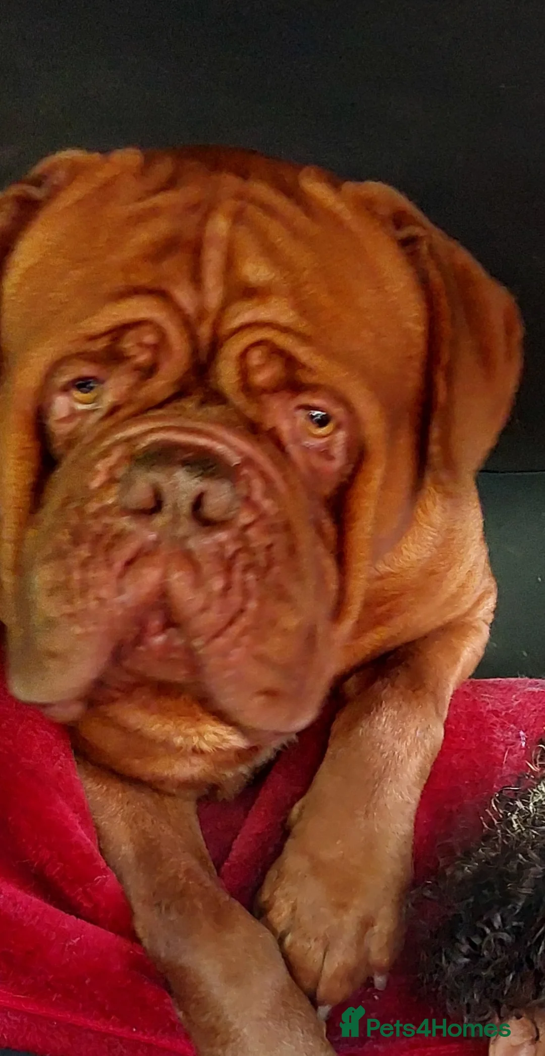 Dogue De Bordeaux dogs for stud: DDB STUD WELL PROVEN- CAN TRAVEL in Slough - Advert 3