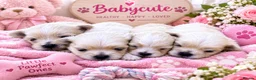 Maltipoo dogs for sale: 🐾💕 GORGEOUS TINY MALTIPOO PUPPIES 💕🐾 - Advert 2